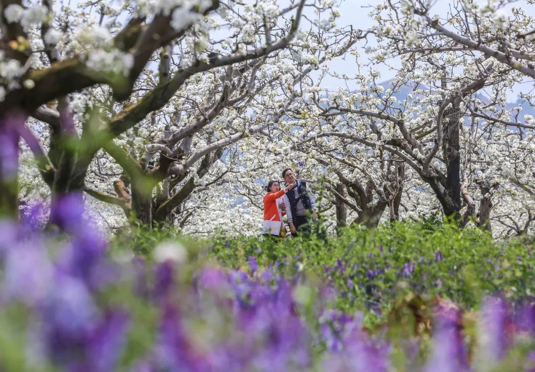 掌上春城(微信)