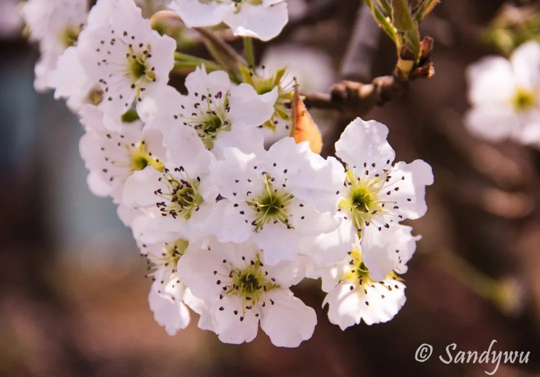 掌上春城(微信)