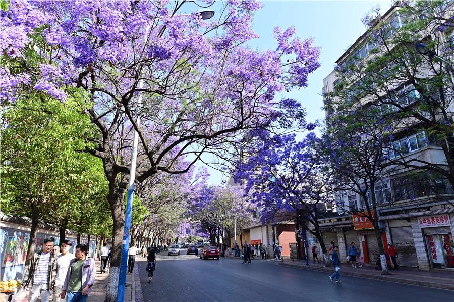 掌上春城(微信)