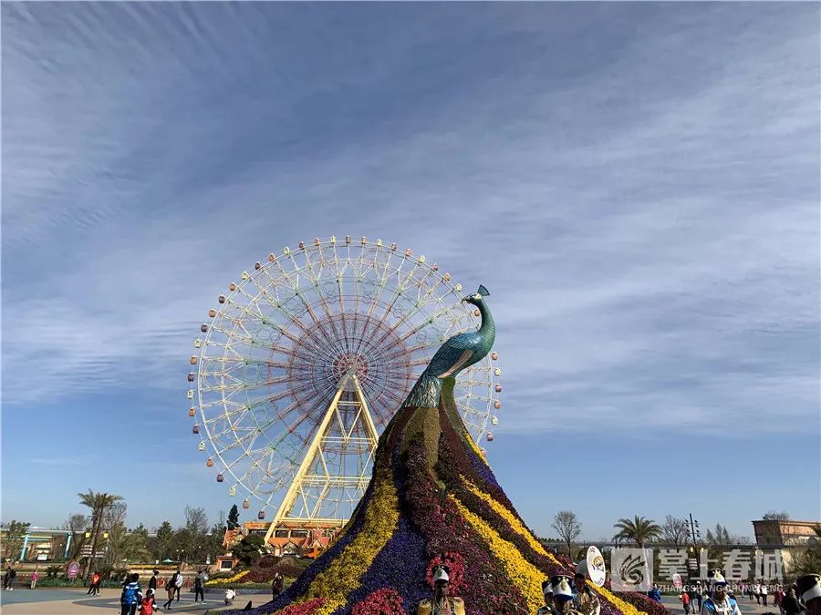 掌上春城(微信)