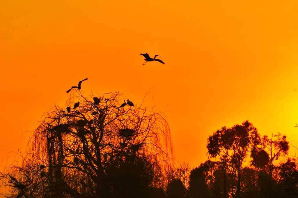 掌上春城(微信)