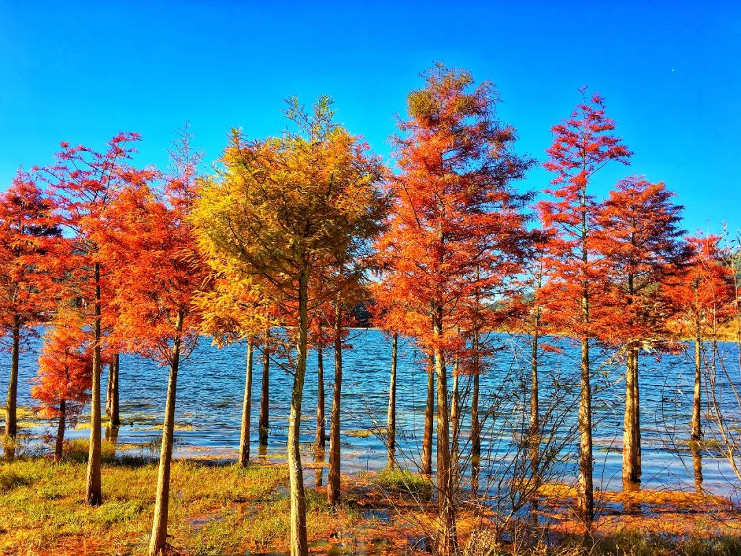 掌上春城(微信)