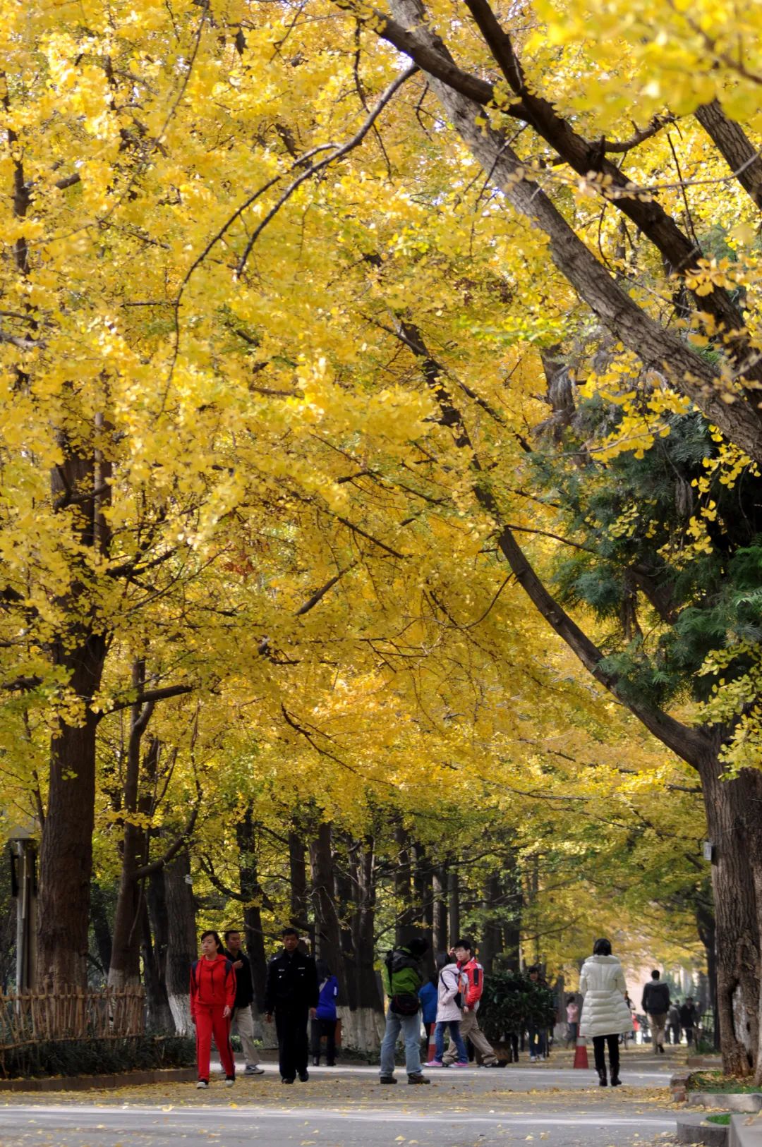 掌上春城(微信)