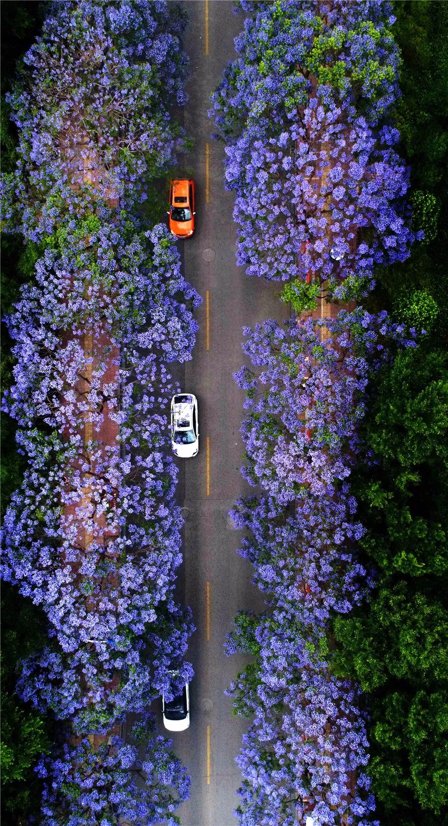 掌上春城(微信)