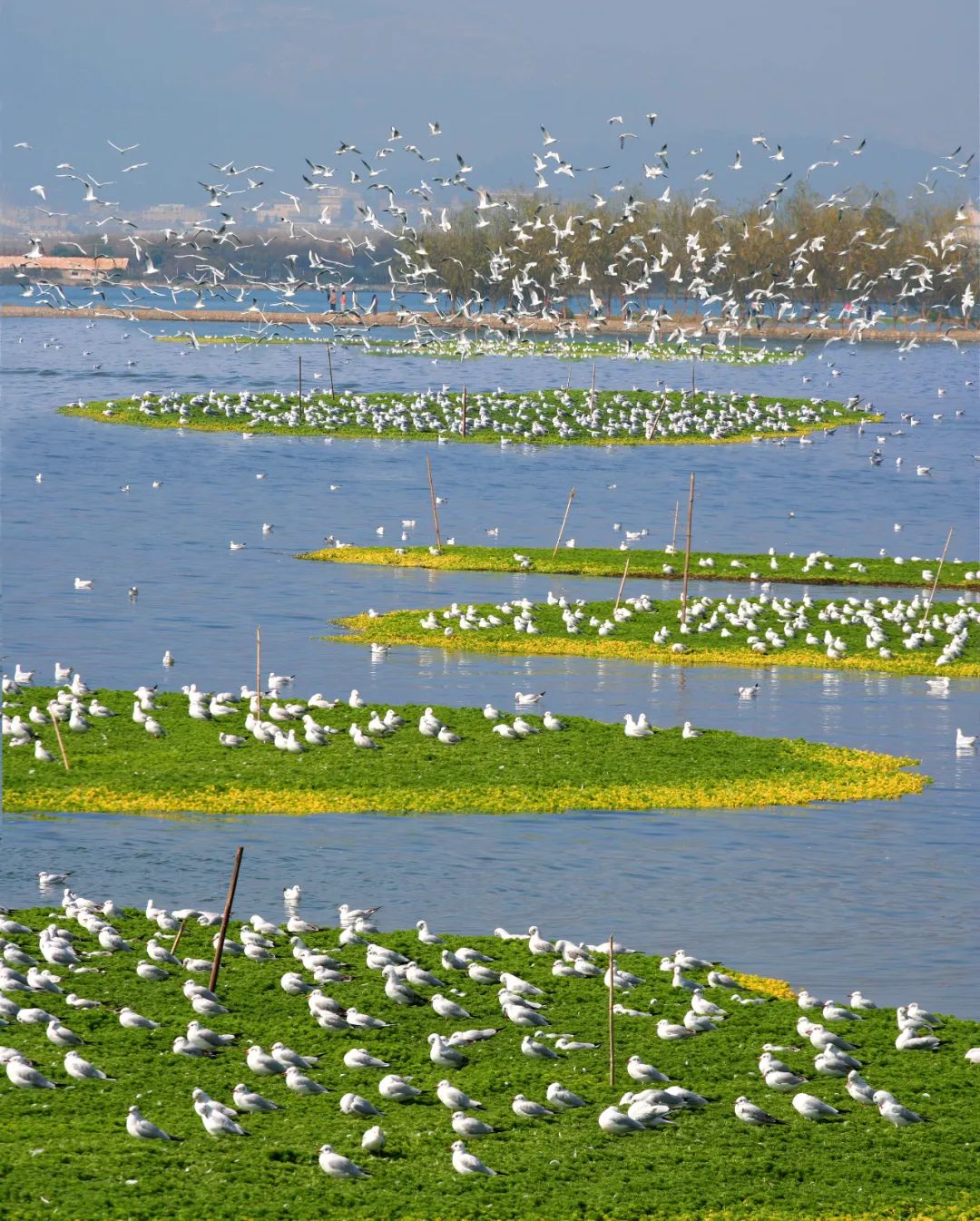掌上春城(微信)