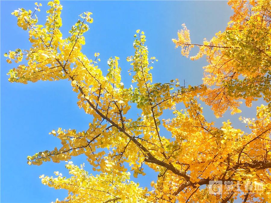 掌上春城(微信)