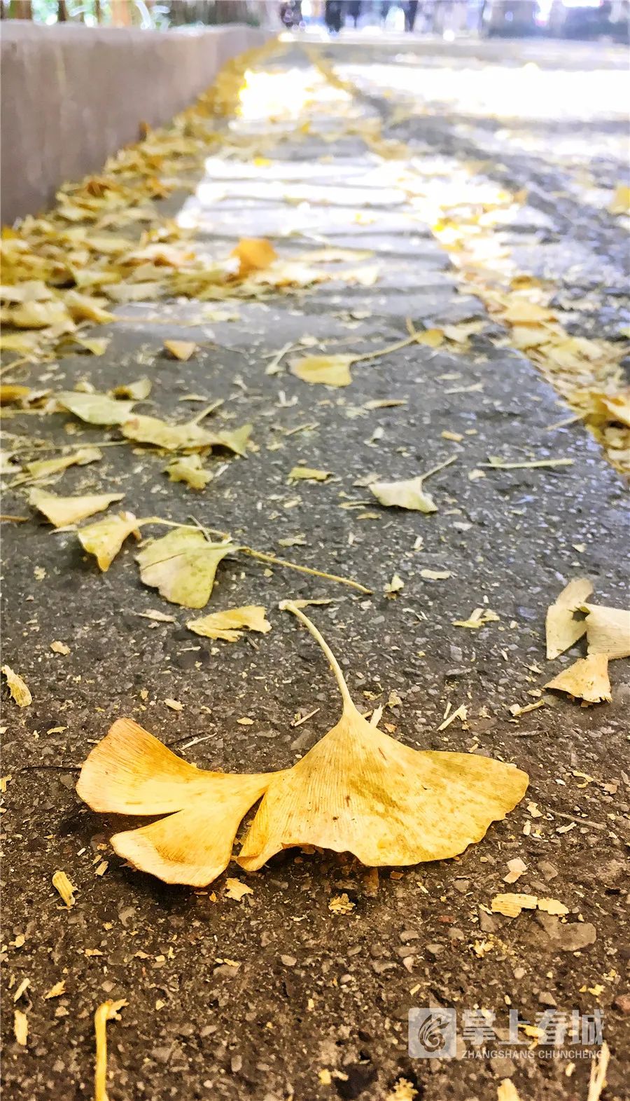 掌上春城(微信)