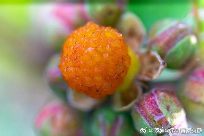 “昆明官渡发布”微博