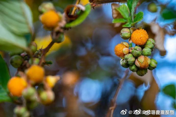 “昆明官渡发布”微博