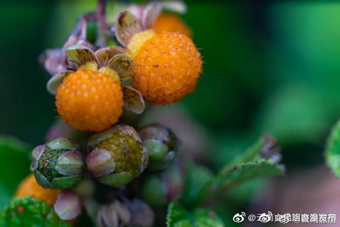 “昆明官渡发布”微博