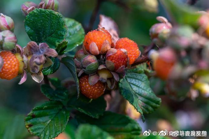 “昆明官渡发布”微博