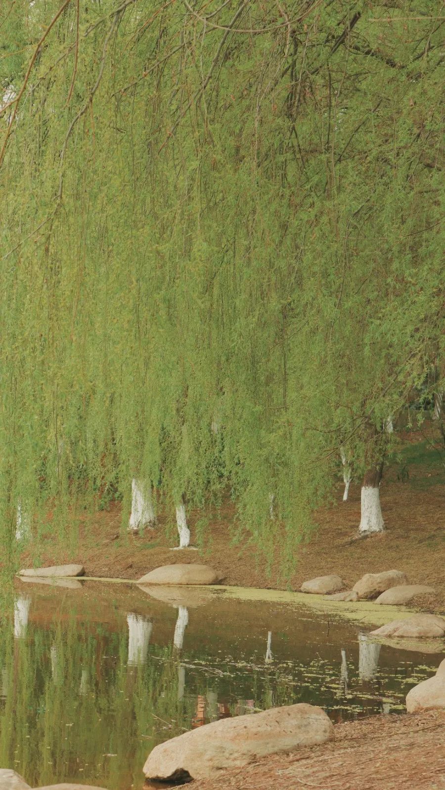 云南师范大学(微信)