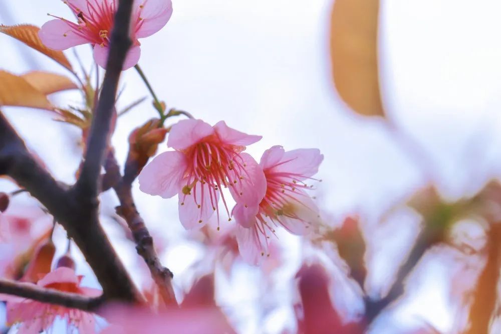 云南师范大学(微信)