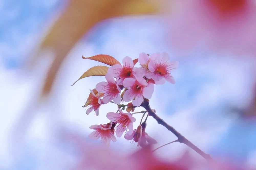 云南师范大学(微信)