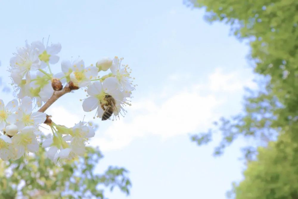 云南师范大学(微信)