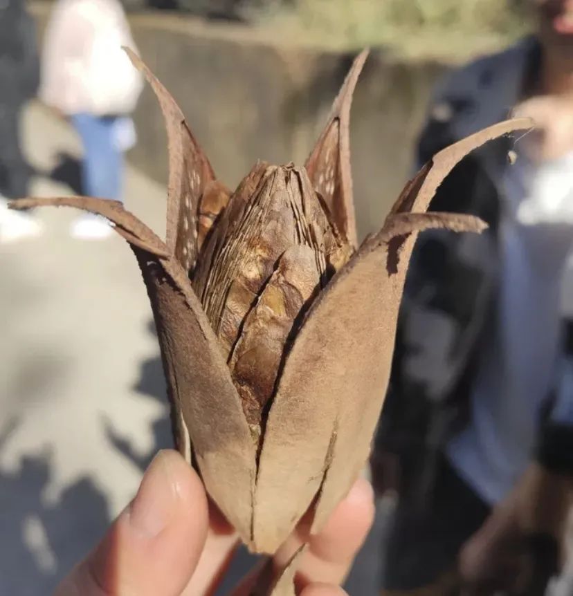 西南林业大学(微信)