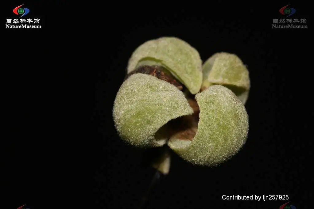 西南林业大学(微信)