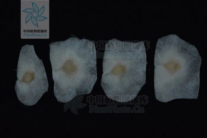 西南林业大学(微信)