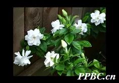 西南林业大学(微信)