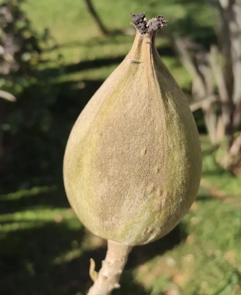 西南林业大学(微信)