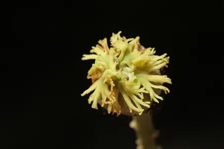 西南林业大学(微信)