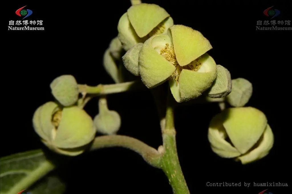 西南林业大学(微信)