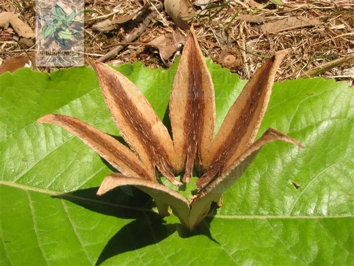 西南林业大学(微信)