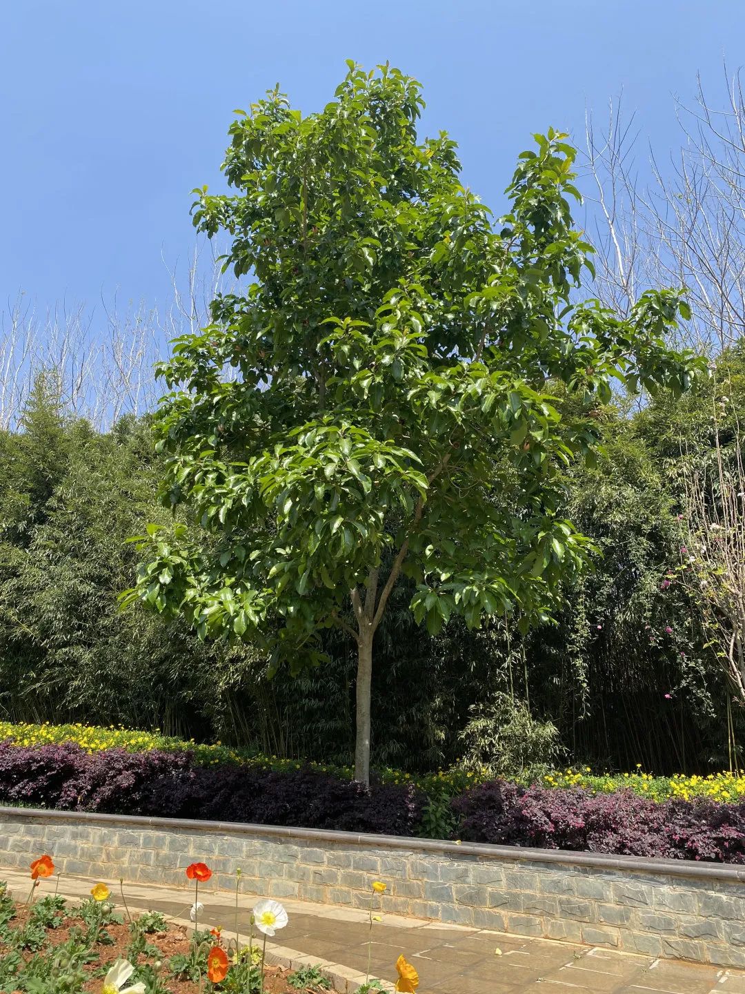 西南林业大学(微信)