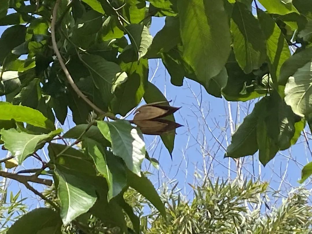 西南林业大学(微信)