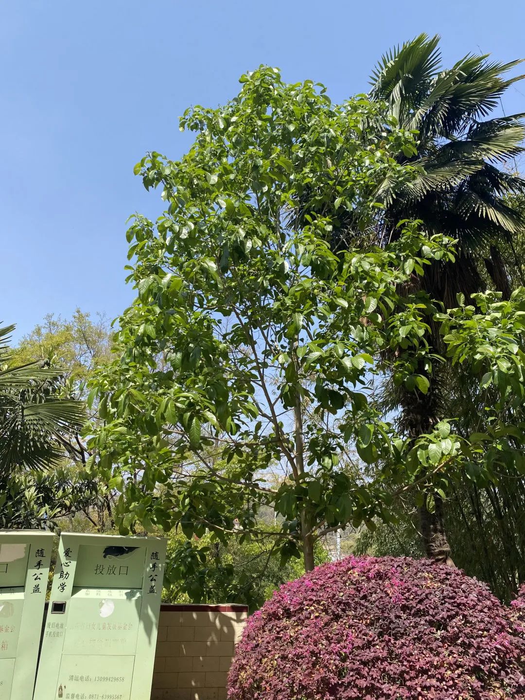 西南林业大学(微信)