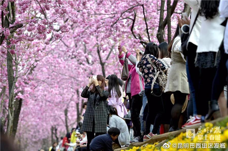 “昆明市西山区发布”微博