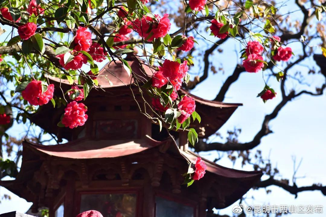 “昆明市西山区发布”微博