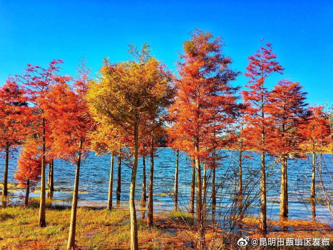 “昆明市西山区发布”微博