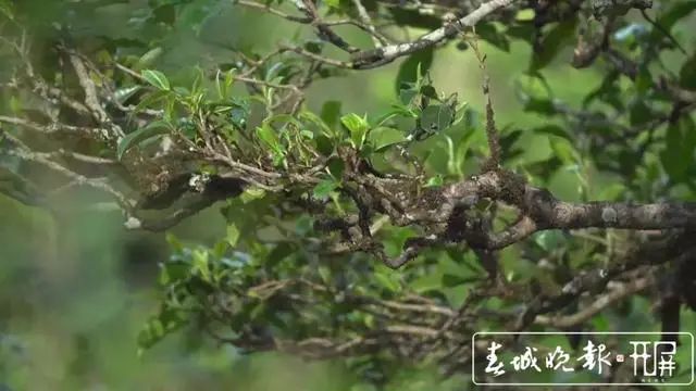 春城晚报(微信)