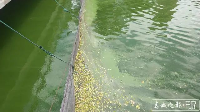 春城晚报(微信)