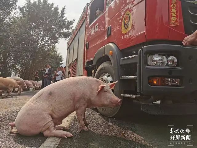 春城晚报(微信)