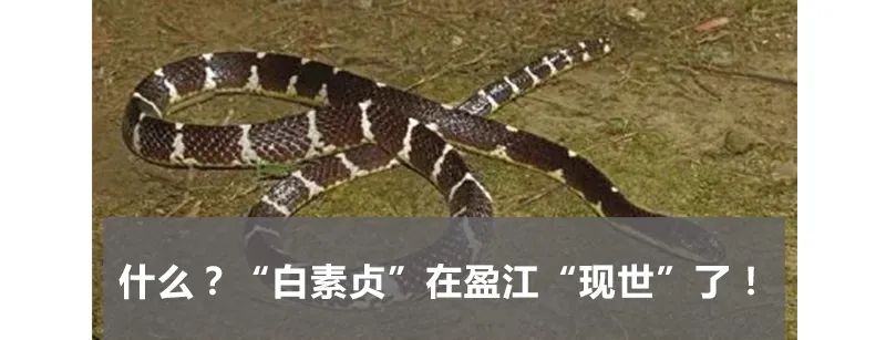 德宏团结报(微信)