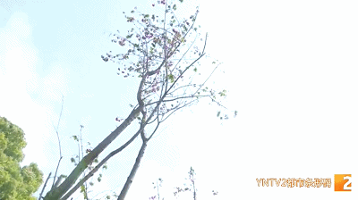 云南广播电视台(微信)