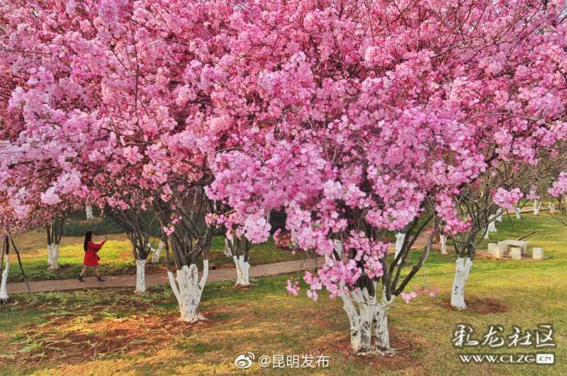 “昆明发布”微博