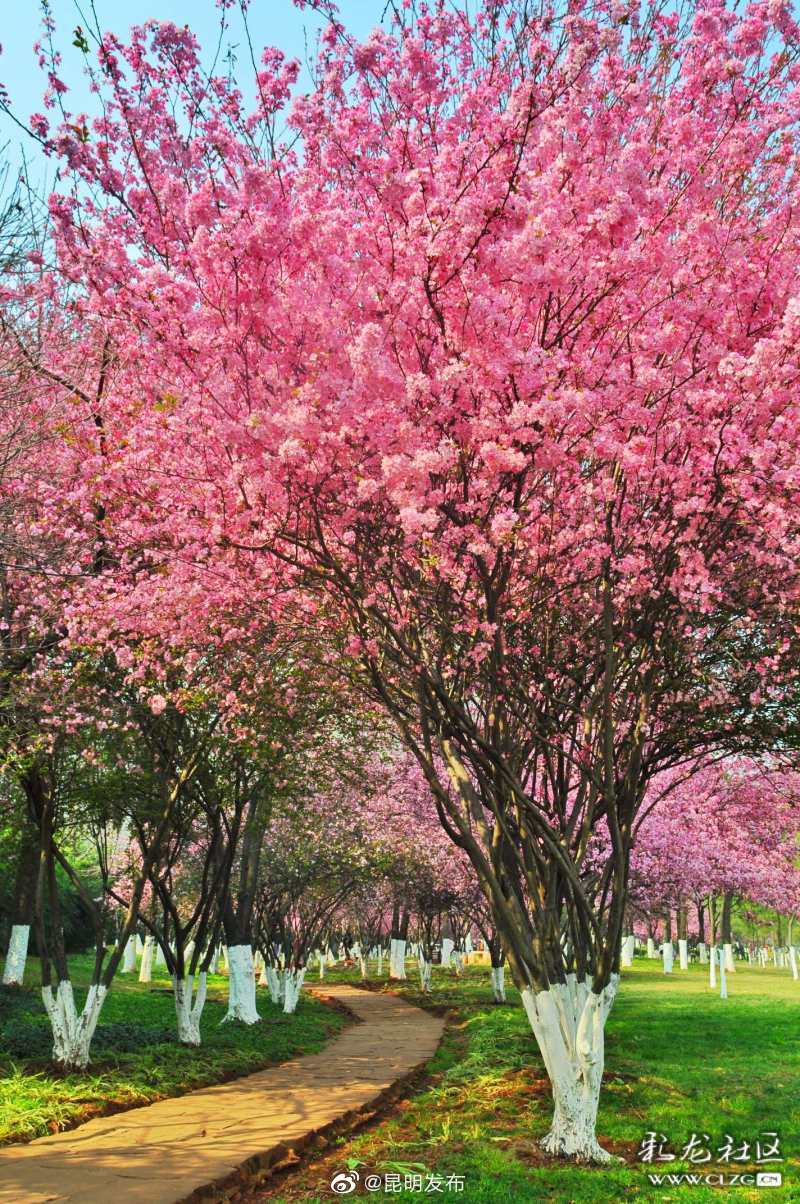 “昆明发布”微博