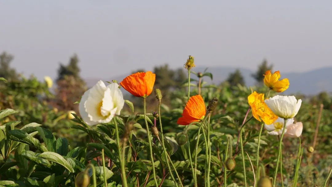 昆明阳宗海风景名胜区(微信)