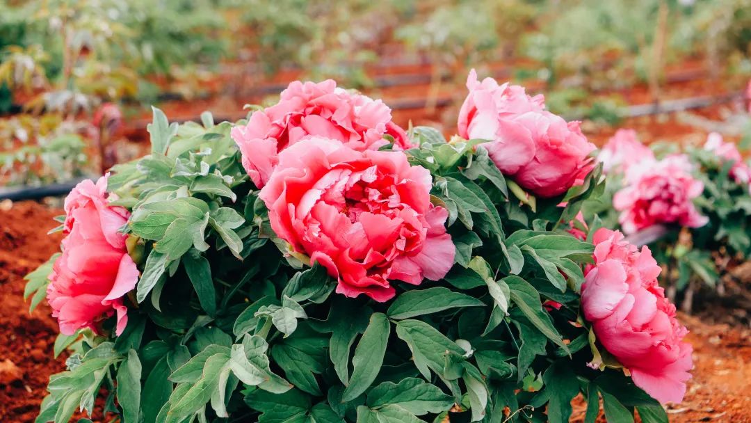 昆明阳宗海风景名胜区(微信)