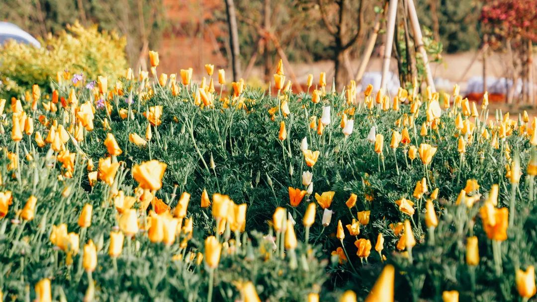 昆明阳宗海风景名胜区(微信)