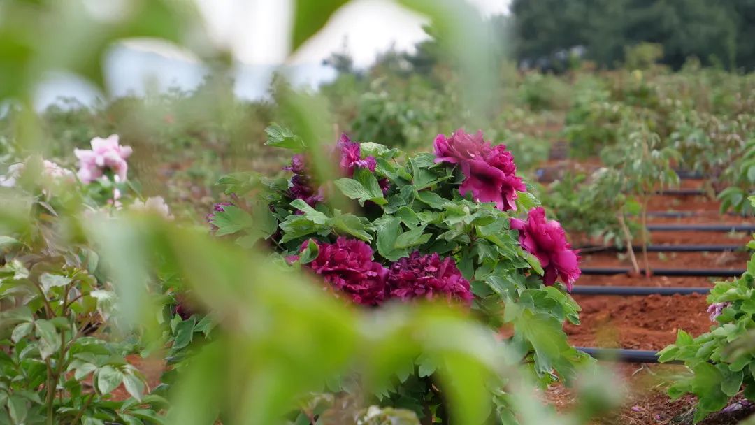 昆明阳宗海风景名胜区(微信)