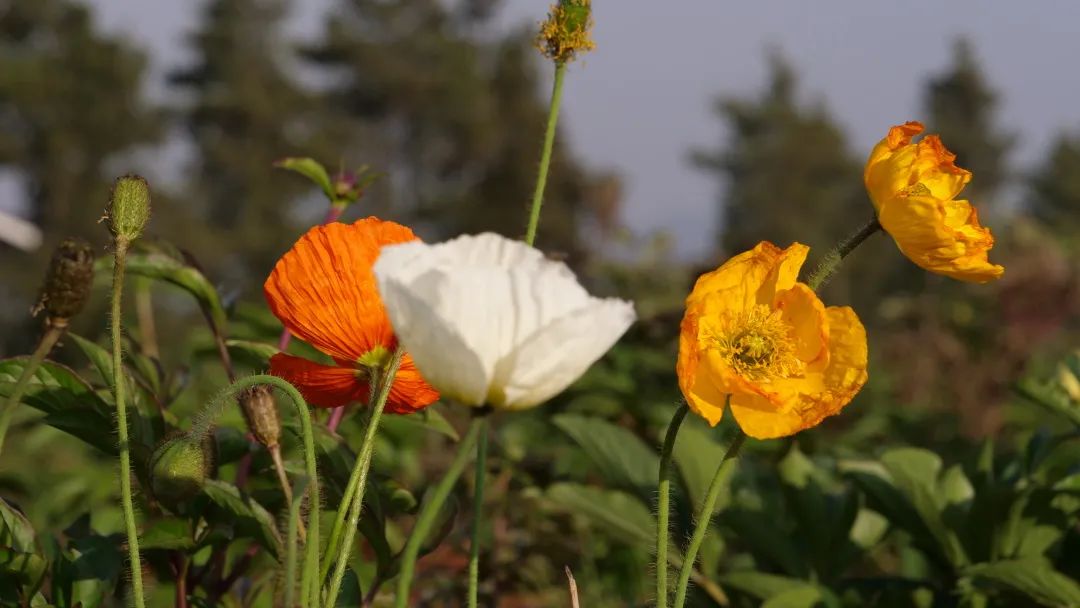 昆明阳宗海风景名胜区(微信)