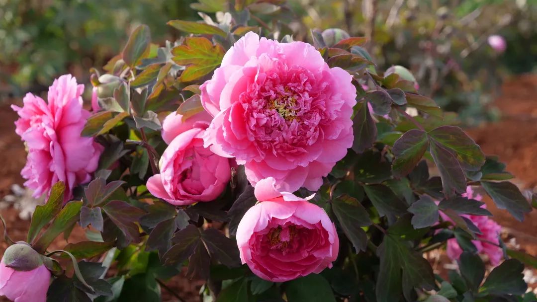 昆明阳宗海风景名胜区(微信)