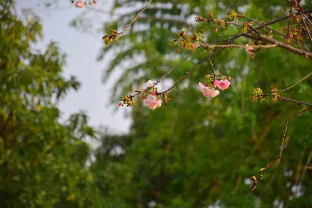 红河学院(微信)