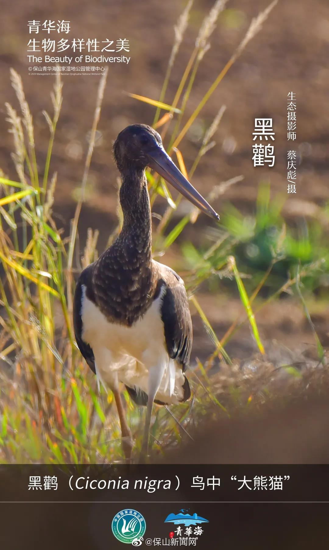 青华海生物多样性之美 | 黑鹳：鸟中“大熊猫”