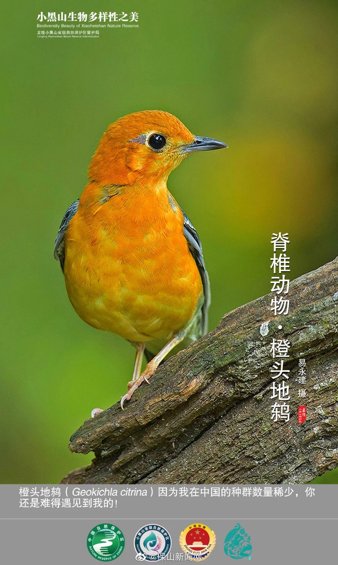 龙陵生物多样性之美(五十八) 难得一见的橙头地鸫