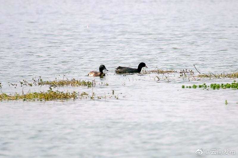 世界极度濒危珍稀鸟类青头潜鸭首次现身晋宁湿地